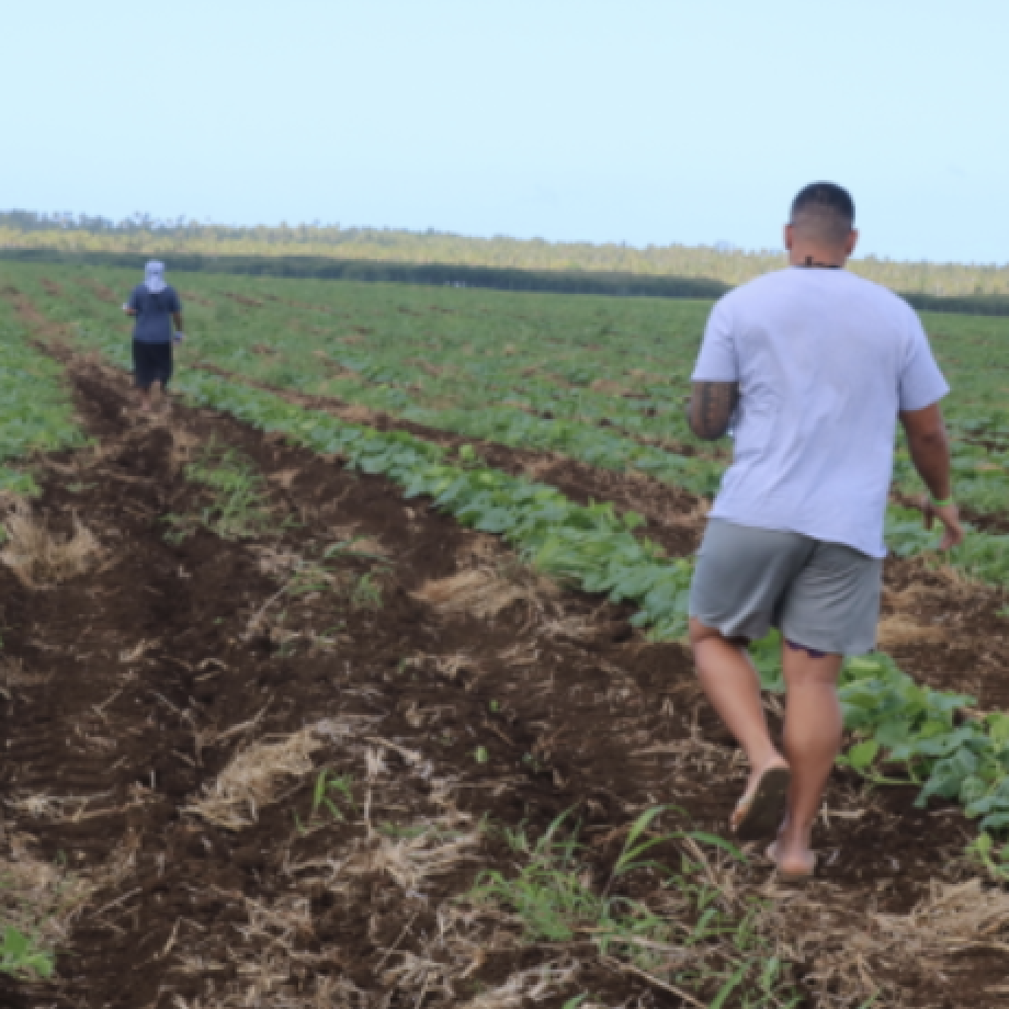 tongatapu crop survey